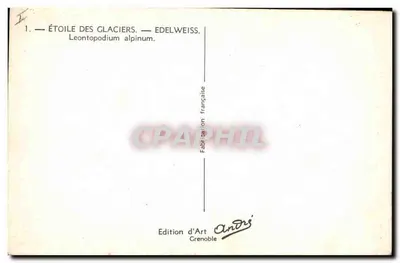 Estrela dos glaciares — Edelweiss — Leontopodium alpinum — Edição d'Art Andrés, Grenoble — Verso