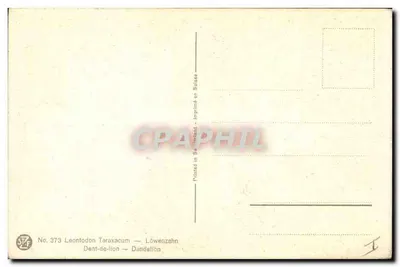Dandelion — odmiany — STF, n° 373 — Rewers