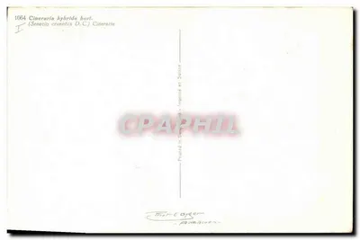 Flores de Cineraria hybrida — série 1064 — impresso em Aarlekenen — Verso