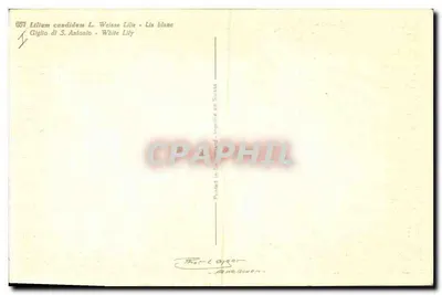 Lilium candidum L. — Biała lilie — n°657 — Rewers