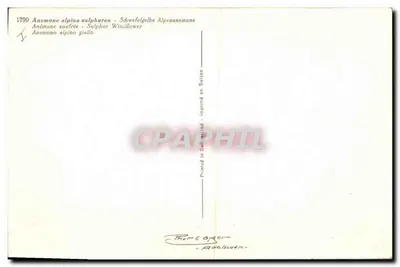 Anémone alpina sulphurea — Anémone soufrée — imprimé en Suisse — Rewers