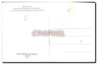 Stara pocztówka Platyrcercus Flaveolus Gould — Rewers