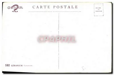 Gerânio — ilustração colorida — G.-I. BERT 16 — Verso