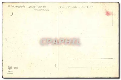 Flor amarilla Prunelle — flores amarillas — Tarjeta postal antigua n°4803 — Reverso