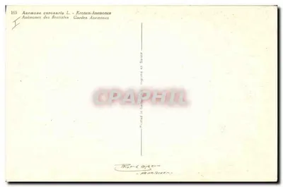 Anemonki — Anémone coronaria L. — Wydane w Szwajcarii — Rewers