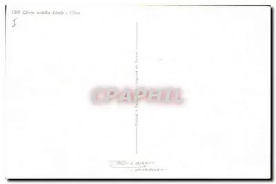 Clivia nobilis — ilustracja botaniczna — Thor-Egger, Adelboden — Rewers