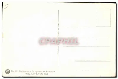 Rhododendron ferrugineum — Alpenrose — STF No. 285 — Verso