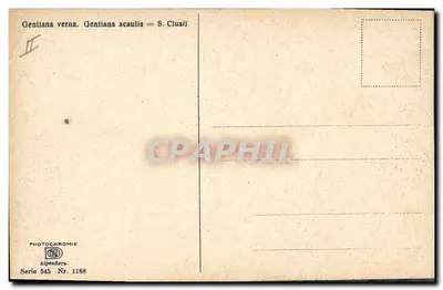 Gentiana wiosenna — Gentiana acaulis — S. Clusii — PHOTOCHROMIE Alpenflora, seria 545, nr 1188 — Rewers