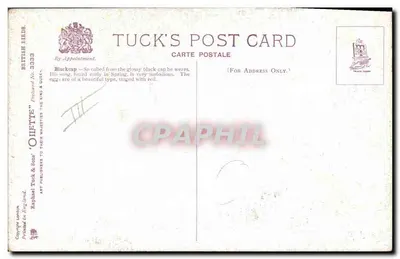 Blackcap — ave de primavera — Cartão Postal Tuck n°3333 — Verso