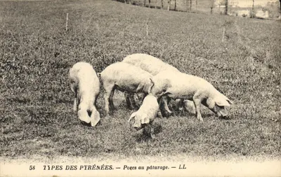 Porce no pastoreio — Tipos dos Pirineus — LL