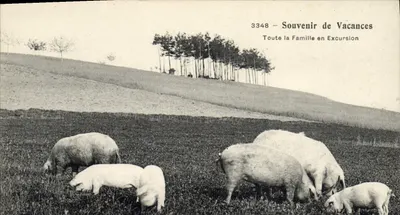 Porcos em pastagem — Lembrete de Férias — Toda a Família em Excursão — n° 3348