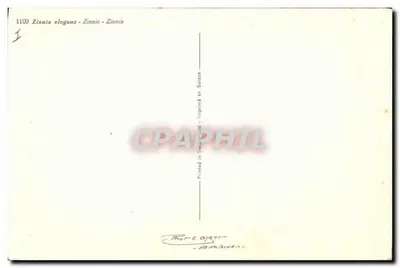Fleurs de zinnia — variétés colorées — Thor & Ayger, Roth/Noeden — Reverso