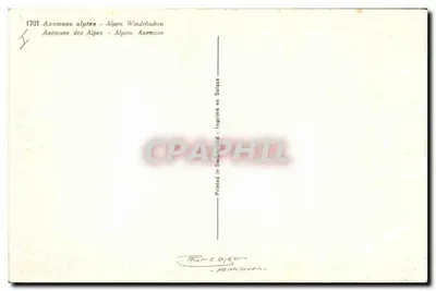 Alpine anemoon — witte en lavendelkleurige variëteiten — Thor & Oyder, n°1701 — Achterkant