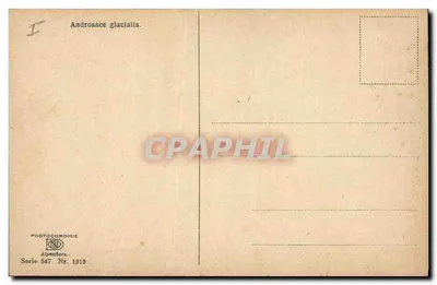 Androsace glacialis — Alpy — PHOTOCHROMIE Alpenflora, seria 547, nr 1219 — Rewers
