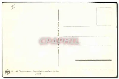 Crisântemo leucântemo — Margaridas — Impresso na Suíça, n° 299 — Verso
