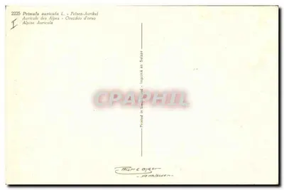 Primula auricula L. — Felsen-Aurikel — stampato in Svizzera — Verso