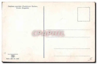 Gentiana punctata (Punktierteter Enzian), Fextal (Engadine) — Fotoquímica, Série 580 No. 1485 — Verso