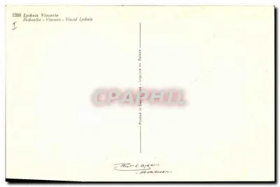 Lychnis Viscaria — Pednélke - Viscaire - Viscid Lychnis — Foto Éger - Aarleuven — Verso