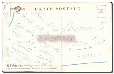 Giroflée (Cheiranthus Cheiri var) — ilustracja botaniczna — Gilly-Flower, Giroflea, Violaciocca — JERROÏ — Rewers