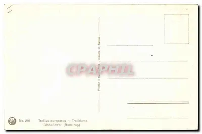 Trollius europaeus — Globeflower (Buttercup) — STF No. 281 — Verso