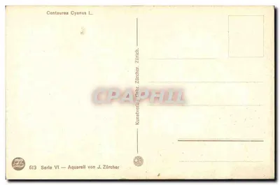 Kwiaty centaurii w polu pszenicy — krajobraz wiejski — Kunstvelthe Grbr. Zürcher, seria VI n°613 — Rewers