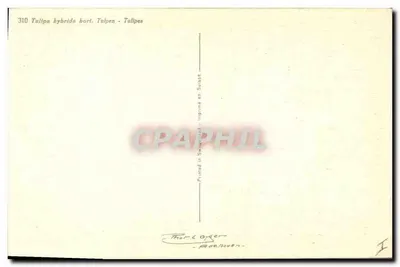 Hybrydowe tulipany — seria 310 — wydrukowane w Szwajcarii — Rewers