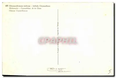 Chrysantemy — Chrysanthemum indicum — Thom & Cie - n°835 — Rewers