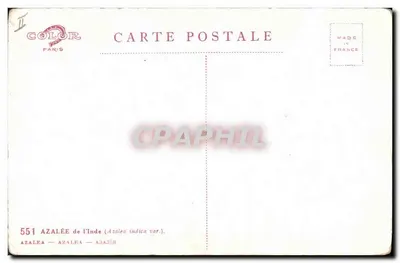 Azalia z Indii — Azalea indica var. — Color Paris n°551 — Rewers