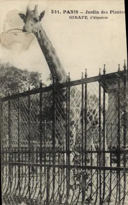 Bilhete postal antigo Paris Jardin des Plantes Girafa da Abissínia