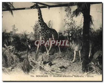Bourges — Museu de História Natural — Girafa