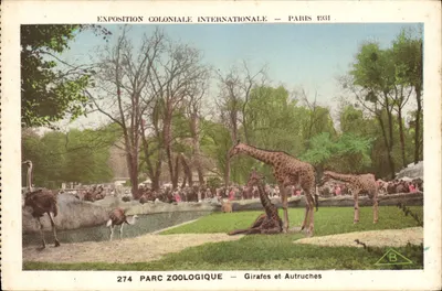 Parc Zoologique — Girafas e Avestruz — Exposição Colonial Internacional — Paris 1931