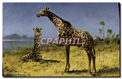 Girafas — cena de savana com montanhas e palmeiras — série 410