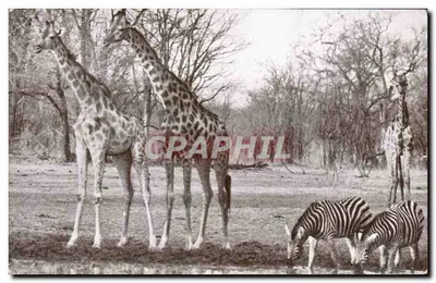 Girafas e zebras — Parque Kruger — editor não visível