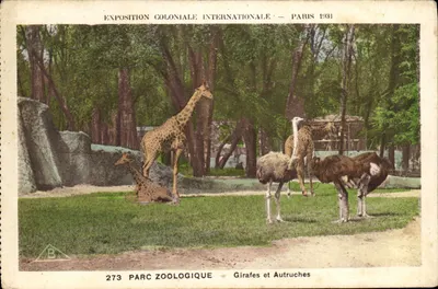 Parque Zoológico — Girafas e Íbex — Exposição Colonial Internacional de Paris 1931 — Série 273
