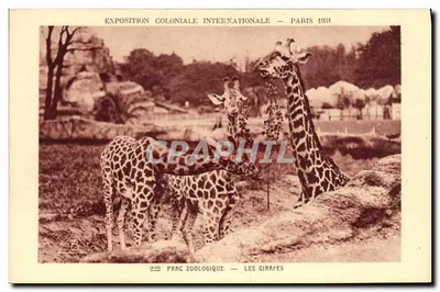 Parque Zoológico — As Girafas — Exposição Colonial Internacional — Paris 1934