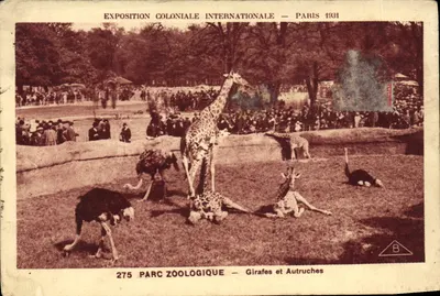 Bilhete postal antigo Paris Exposição colonial internacional 1931 Parque zoológico Girafas e avestruzes