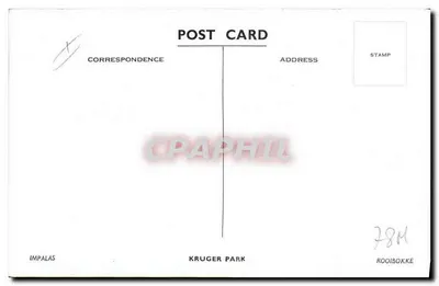 Impalas — Parque Kruger — Parque Kruger — Verso