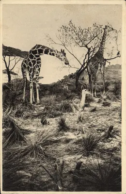 Girafas e gazela na savana — Editor E. BASTIOT, Paris, n° C 3