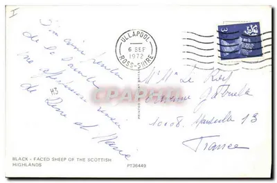 Ovelhas de cara preta das Highlands Escocesas — editor PT36449 — Verso