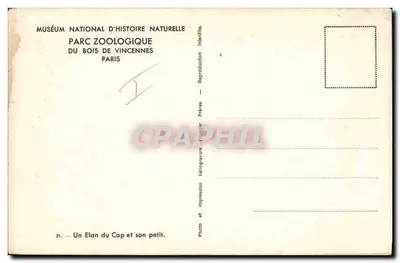Elan du Cap i jego młody — Muzeum Historii Naturalnej, ZOO Bois de Vincennes, Paryż — Rewers