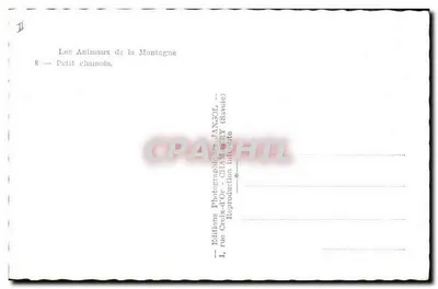 Mały koziołek — Zwierzęta Góry — Wydawnictwo Fotograficzne TAN3OL - CHAMARY (Savoie) — Rewers
