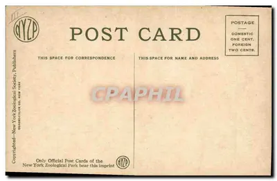 Wapiti americano (Elk) — Chifre em 'veludo', cerca de dois meses de crescimento — New York Zoological Park, série 1351 B — Verso
