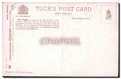 Cerf w górach — ilustracja George Roch — wydawca Tuck & Sons, nr 3216 — Rewers