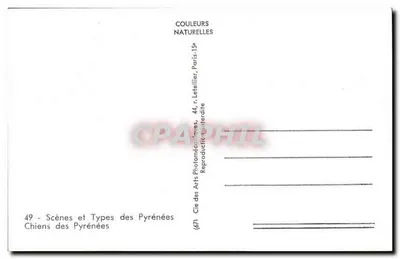 Cães dos Pirineus — Cenas e Tipos dos Pirineus — Cie des Arts Photomécaniques, Paris — Verso