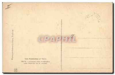 Cani dei Pirenei — una cucciolata di 8 giorni — Phototype Labouche Frères, Toulouse — Verso