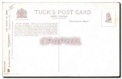 Due cani di San Bernardo — Il ritorno al monastero — Tuck's Post Card N° 113 — Verso
