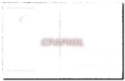 Cães do Grande Saint Bernard — Marcel Rouge, editor, Lausanne — n° 21115 — Verso