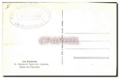 Cão das Pirineus — As Pirineus — editor REAL-PHOTO, n°11 — Verso