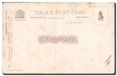 Dwa szczeniaki — ilustracja — Tuck & Son, Karta pocztowa nr 8669 — Rewers