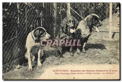 Saint-Étienne - Triển lãm của các người nuôi thú cưng nghiệp dư vùng Loire - Chó Bleu d'Auvergne, Setter Gordon và Griffon Korthal